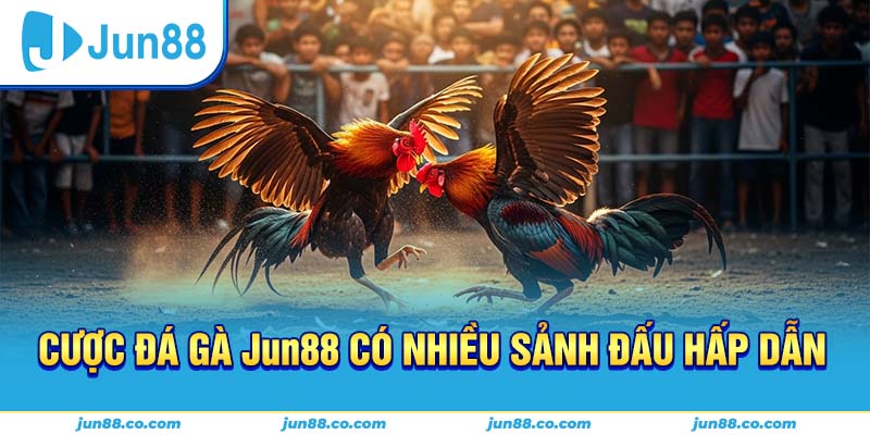 Trận đấu đá gà Jun88 trực tiếp với bình luận viên chuyên nghiệp