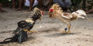 Đá Gà Philippines – Sabong Đỉnh Cao Nhất Thế Giới Tại Jun88